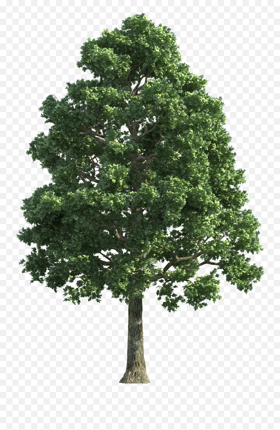 Black Walnut Tree Png U0026 Free Black Walnut Treepng - Transparent Background Tree Png Transparent Emoji,Walnut Emoji