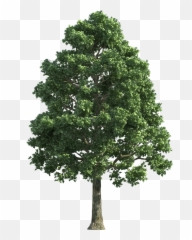 Black Walnut Tree Png U0026 Free Black Walnut Treepng - Transparent Background Tree Png Transparent Emoji,Walnut Emoji