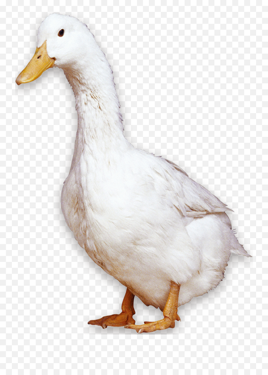 American Pekin Peking Duck Bird Domestic Goose - White Duck Emoji,Goose Egg Emoji