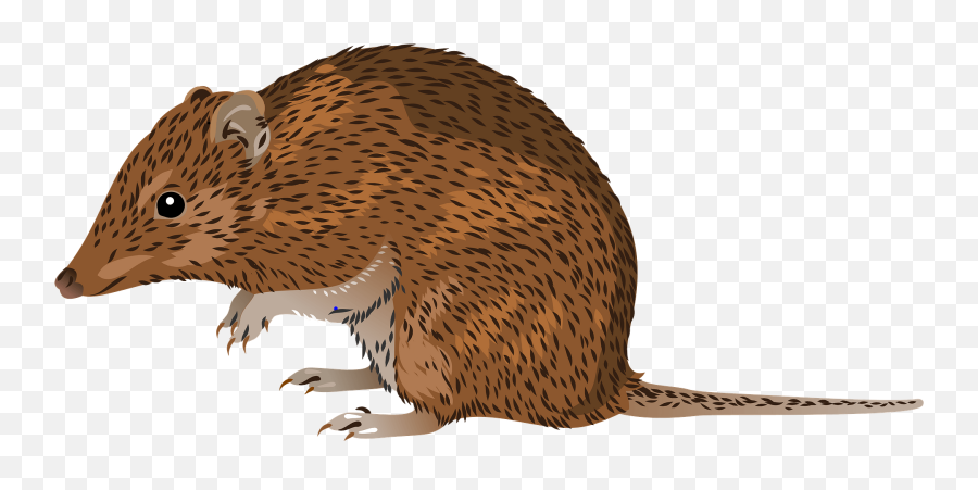 Golden Bandicoot Clipart Free Download Transparent Png - Rat Emoji,Possum Emoji