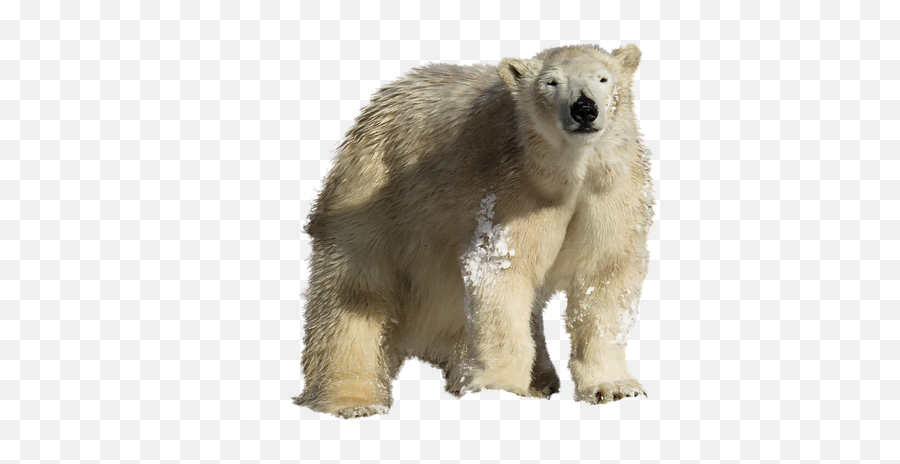 Arctic Polar Bear Climate Change - Polar Bear Emoji,Ice Bear Showing Emotion