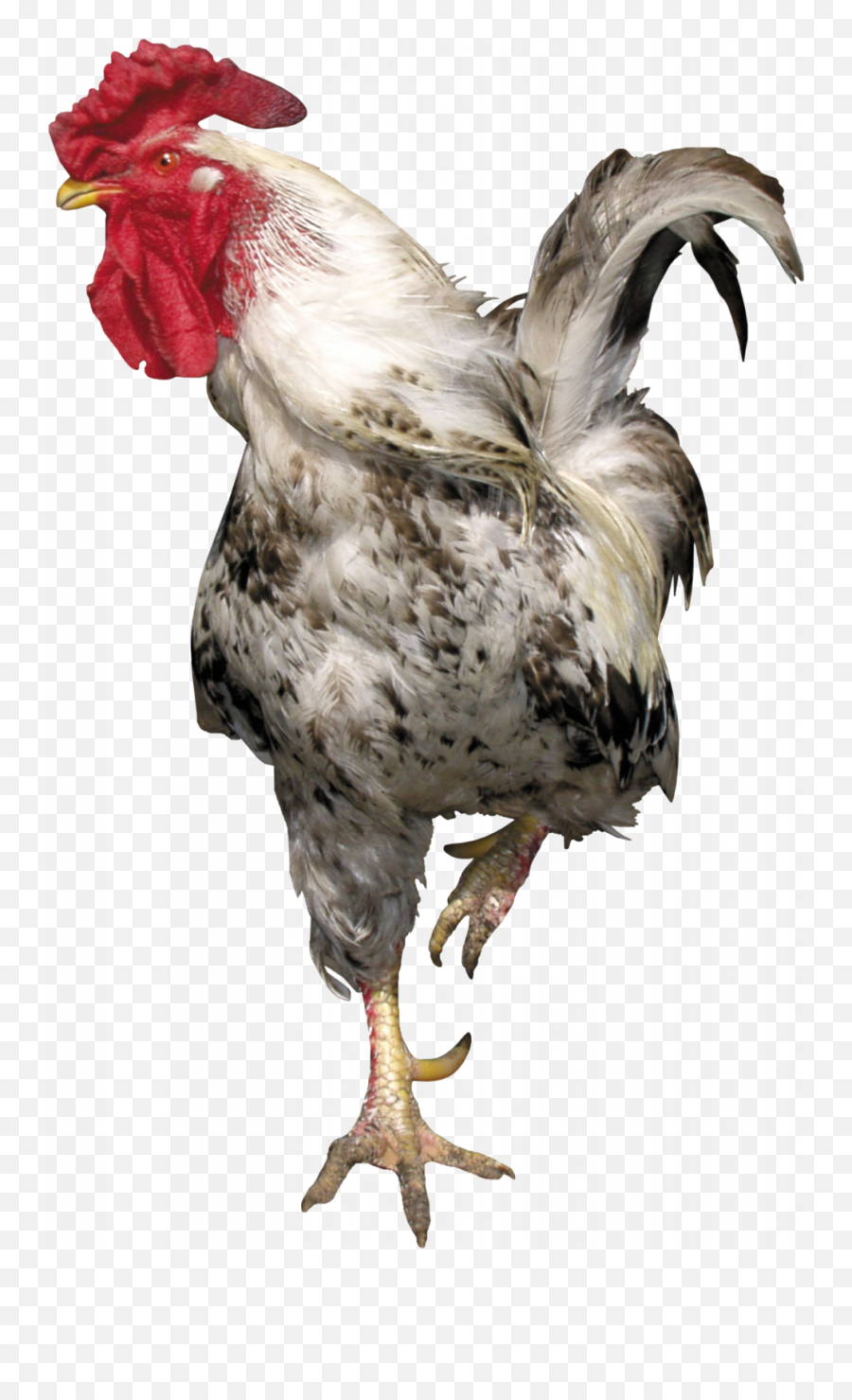 Cock Png Image U2013 Png Lux - Chicken Png Emoji,Cockaroch Emoji