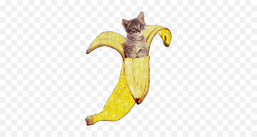 Cat In A Banana Banana Yellow Gif Glitter Cute - Transparent Kitten Gif Emoji,Glitter Cute Emojis