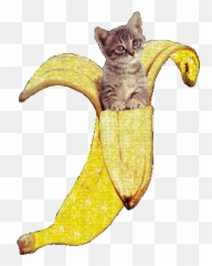 Cat In A Banana Banana Yellow Gif Glitter Cute - Transparent Kitten Gif Emoji,Glitter Cute Emojis