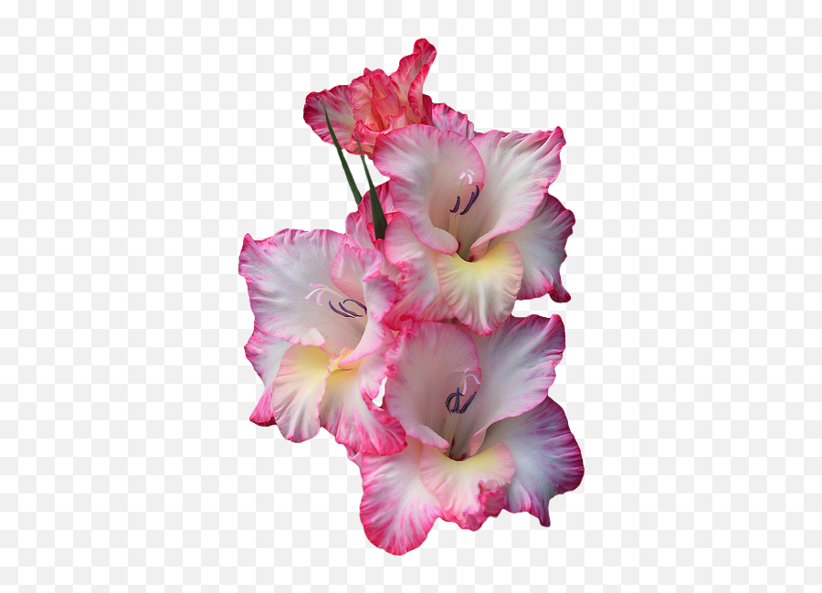Transparent Flowers Gladiolus Flower - Gladiolus Transparent Emoji,Fushia Pink Emotion