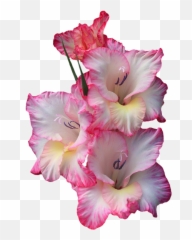 Transparent Flowers Gladiolus Flower - Gladiolus Transparent Emoji,Fushia Pink Emotion