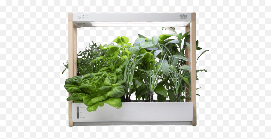 6 Ideas For Indoor Gardening With Kids - Single Family Garden Rise Png Emoji,Emojis For Annoying Kids
