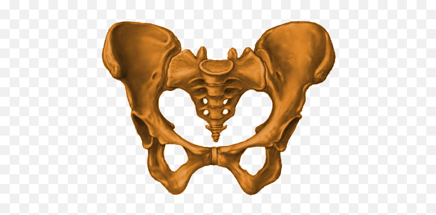 Download Pelvis Node Icon - Pelvis Bone Png Png Image With Pelvis Png Emoji,Emoji For Pelvis