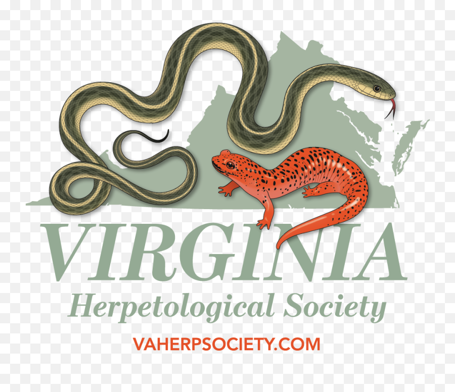 Frogs U0026 Toads Of Virginia - Animal Figure Emoji,Spadefoot Toad Emotion