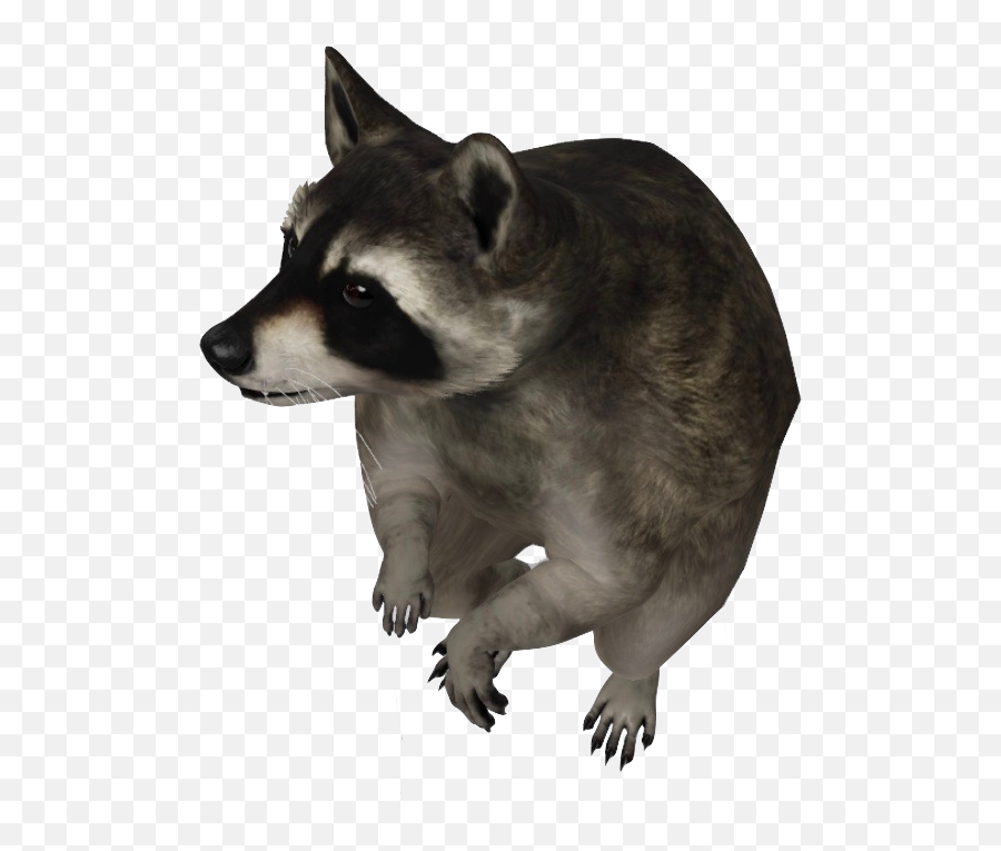 Google 3d Animals U0026 Ar Objects Full List U0026 Gallery Emoji,Raccoon Couple Emoji