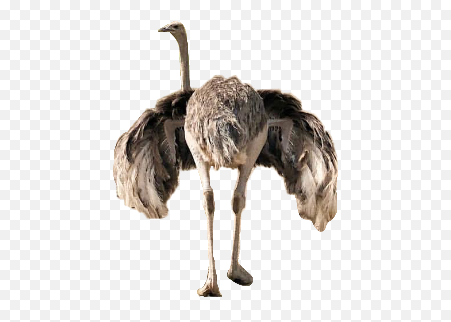 Discover Trending - Common Ostrich Emoji,Ostrich Emoji