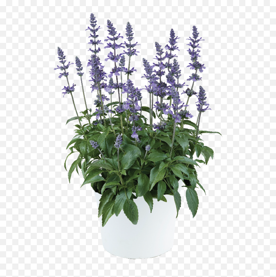 Xl Blue - Flowerpot Emoji,Salvia Sallyfun Blue Emotion