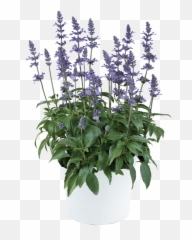 Xl Blue - Flowerpot Emoji,Salvia Sallyfun Blue Emotion