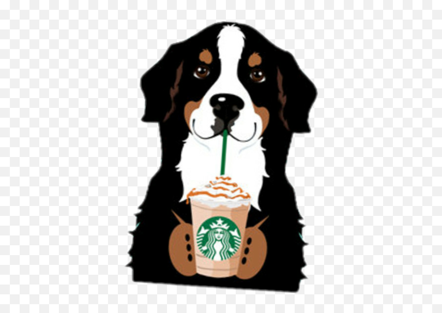 Dog Drinking Starbucks Sticker - Starbucks New Emoji,Bernese Mountain Dog Emoji