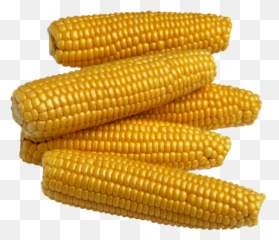 Corn Cut Out Png - 22062 Transparentpng Corn Png Emoji,Corn Emoji Png