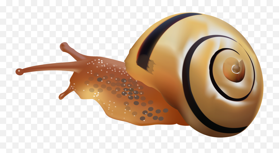 Snail Png Free Download - Snail Clipart Emoji,Gary The Snail With Emojis