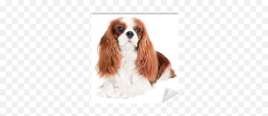 Cavalier King Charles Spaniel Dog - Pies Cavalier King Charles Spaniel Emoji,Cavalier King Charles Spaniel Sticker Emoji