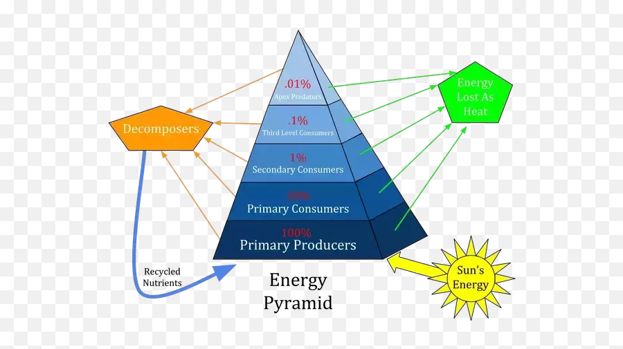 Why Are There More Plants Than Animals - Detritivores On Trophic Pyramid Emoji,Plant With More Complicated Emotions