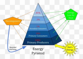 Why Are There More Plants Than Animals - Detritivores On Trophic Pyramid Emoji,Plant With More Complicated Emotions
