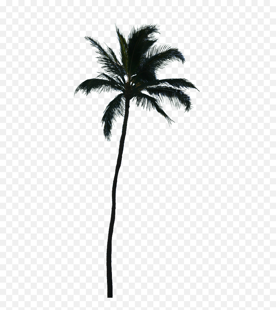 Palm Trees Vector Graphics Coconut Transparency - Palm Trees Silhouette Palm Tree Vector Png Emoji,Emoticon Palmas Facebook Code