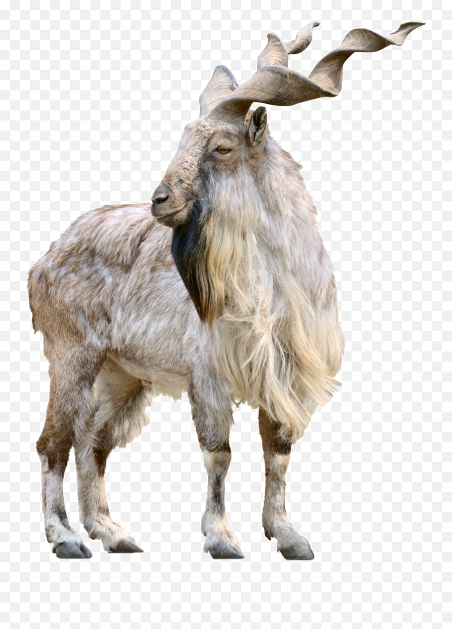 Markhor Pakistan Sticker By Pakistani - Devils Witches Velvet Magic Emoji,Goat Emoji