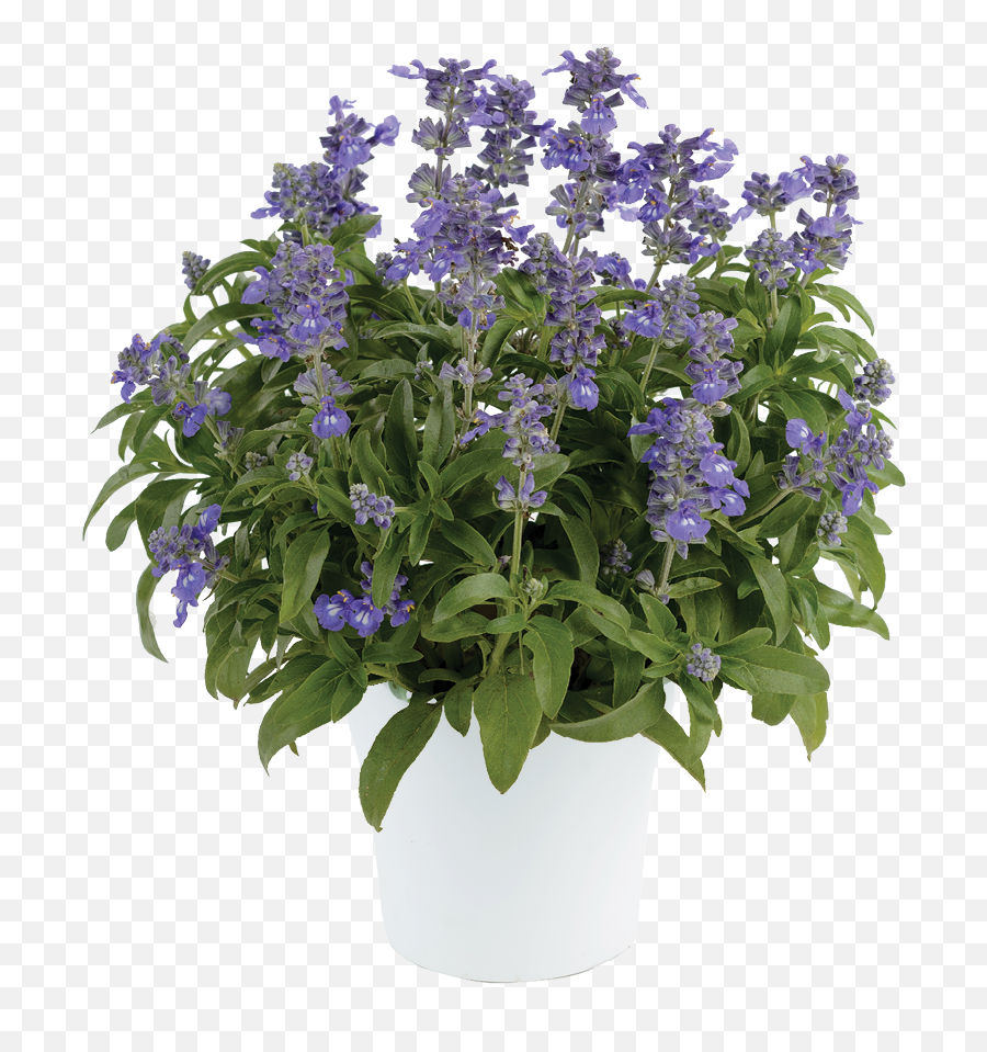 Bicolor Blue - Salvia Farinacea Sallyfun Bicolor Blue Emoji,Salvia Sallyfun Blue Emotion