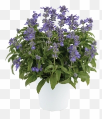 Bicolor Blue - Salvia Farinacea Sallyfun Bicolor Blue Emoji,Salvia Sallyfun Blue Emotion