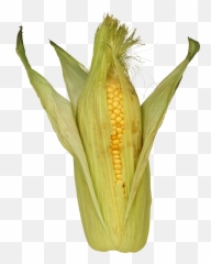 Mexican Clipart Corn On Cob Mexican Corn On Cob Transparent - Png Emoji,Corn Emoji Png