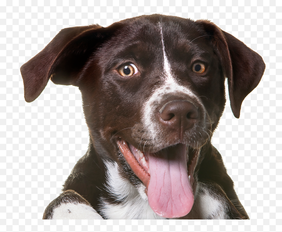 Dog Kingdom U2013 Made With Love For Your Pup Emoji,Dog Emotion And Cognition