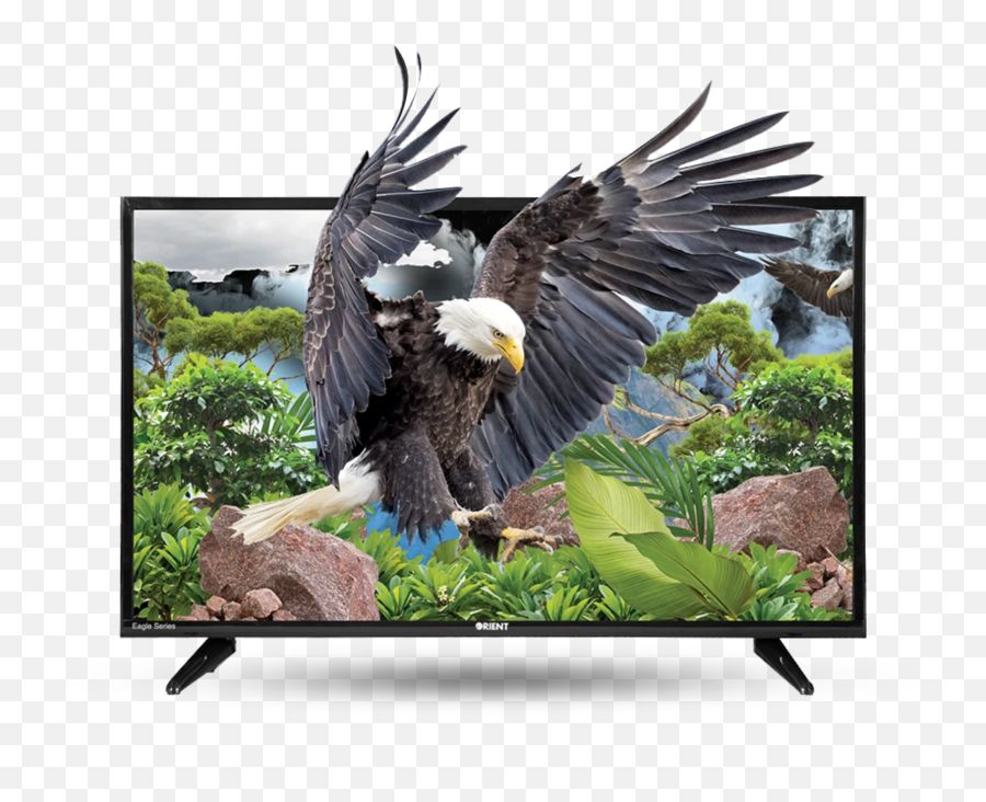 Orient Eagle 32 Hd Black Led Tv - Orient Led Tv 32 Inch Price In Pakistan Emoji,Emotion 32 Inch Hd 720p