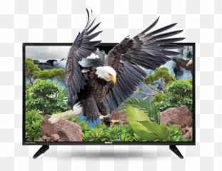Orient Eagle 32 Hd Black Led Tv - Orient Led Tv 32 Inch Price In Pakistan Emoji,Emotion 32 Inch Hd 720p