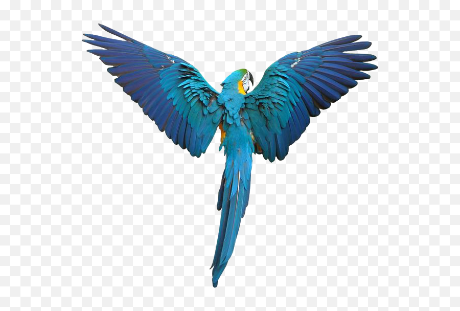Help For Feather Plucking In Birds Birdsuppliescom - Hyacinth Macaw Flying Drawing Emoji,How Birds Show Emotions