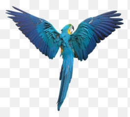 Help For Feather Plucking In Birds Birdsuppliescom - Hyacinth Macaw Flying Drawing Emoji,How Birds Show Emotions