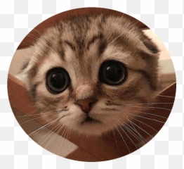 Good Value Cat Memes At Budget Price - Domestic Cat Emoji,Whomst Has Summoned The Almighty One Emoji