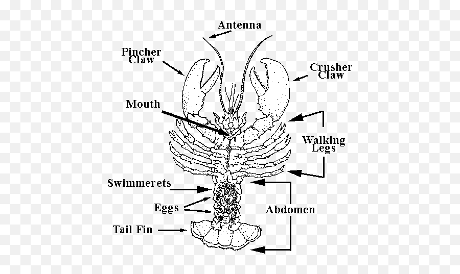 Lobster Parts - Lobster Parts Emoji,Lobster Emoji