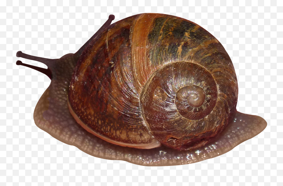 Snail Png Image - Sea Snail Png Emoji,Gary The Snail With Emojis