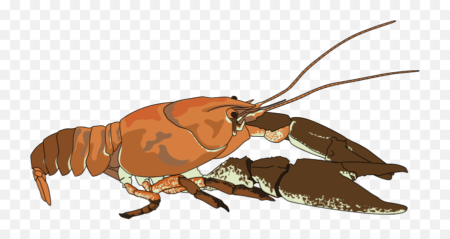Free Crayfish Clipart Download Free Crayfish Clipart Png - Crayfish Clipart Emoji,Crawfish Emojis