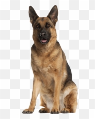 German Shepherd Png Resolution - German Shepherd Png Emoji,Gsd German Shepard Emojis