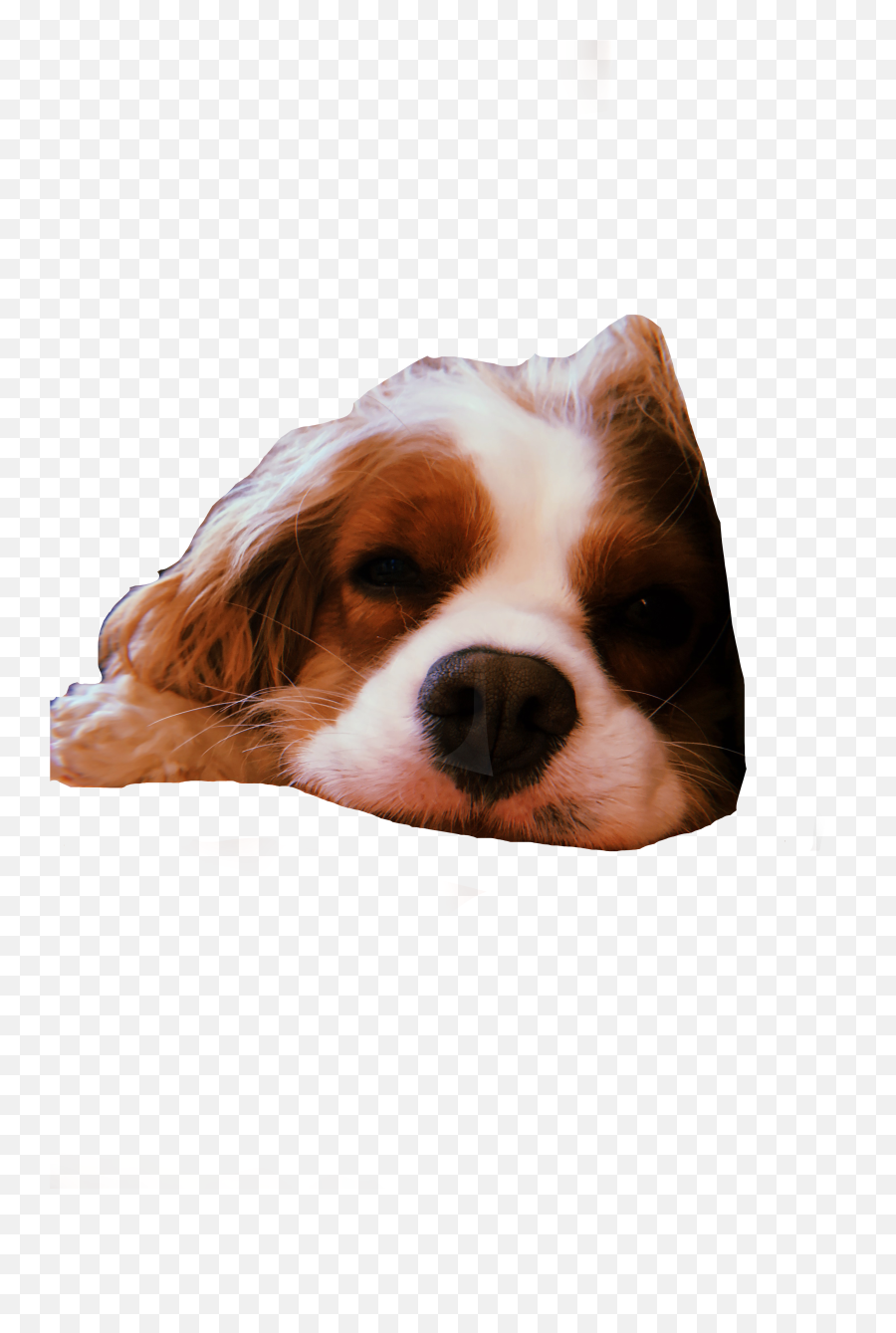 Doggie Doggy Sticker - Northern Breed Group Emoji,Cavalier King Charles Spaniel Sticker Emoji