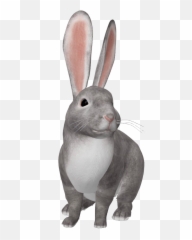 Google Ar Animals You Can See In 3d - Rabbit 3d View In Google Emoji,Visiable Emotions Of A Bunny