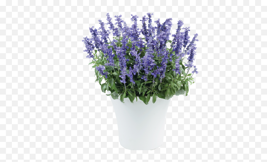 Deep Ocean - Salvia Farinacea Sallyfun Bicolor Blue Emoji,Salvia Sallyfun Blue Emotion