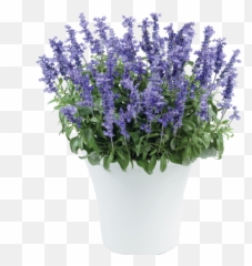 Deep Ocean - Salvia Farinacea Sallyfun Bicolor Blue Emoji,Salvia Sallyfun Blue Emotion