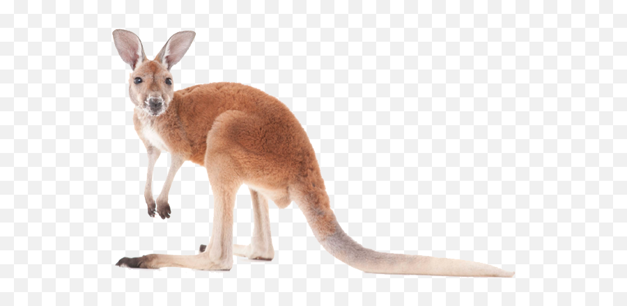 Kangaroo Png Images Free Download - Transparent Kangaroo Png Emoji,Kangaroo Emoji