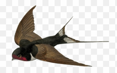 The Most Edited Emoji,Swallow Emoji