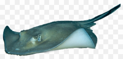 The Most Edited - Southern Stingray Emoji,Stingray Emoji