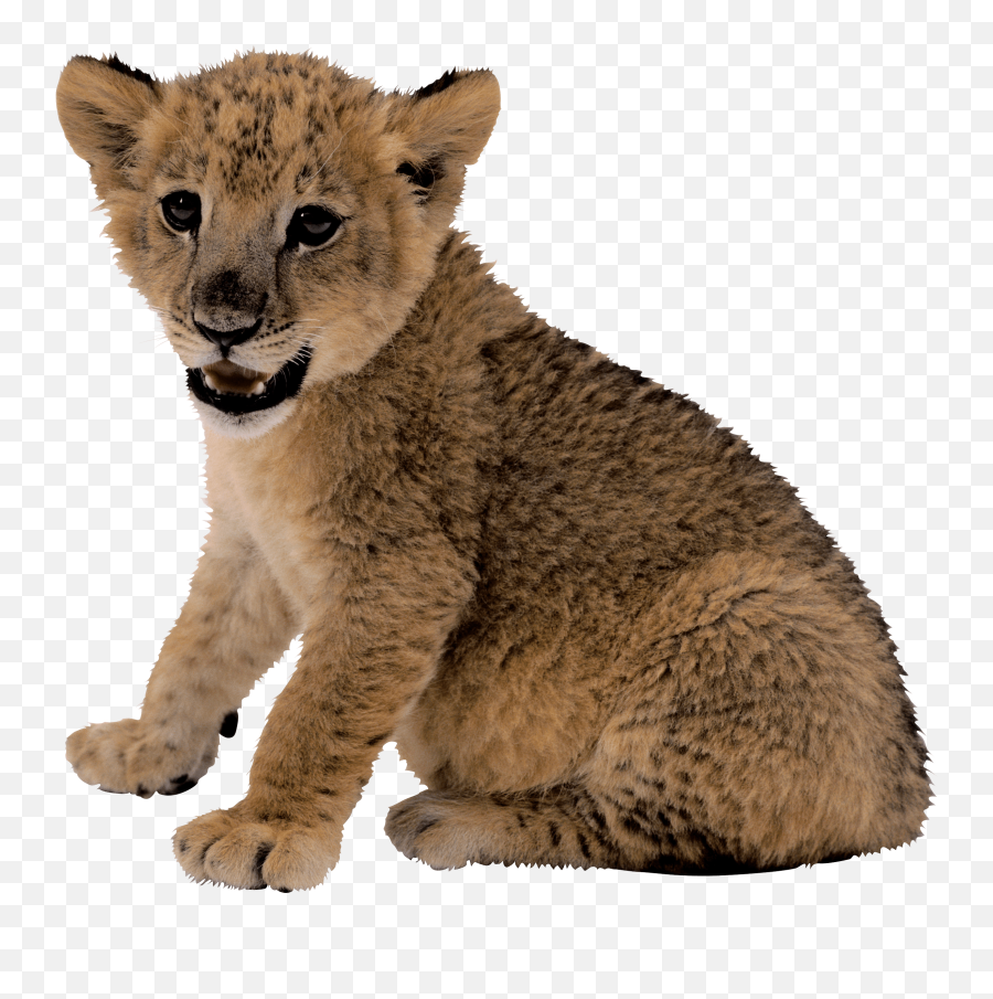 Small Lion Icon Page 1 - Line17qqcom Transparent Baby Lion Png Emoji,Lion Face Emoji
