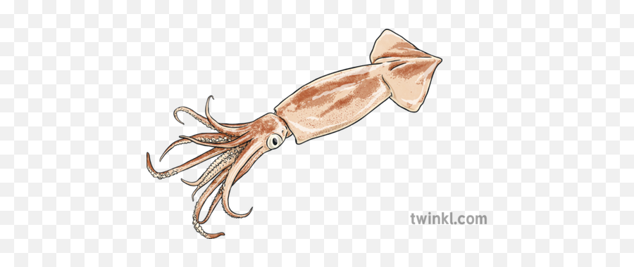 Team Up 4 Animals Baamboozle - Squid Twinkl Emoji,New Emojis Squid