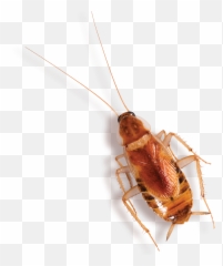 Levels Of Control - Parasitism Emoji,Facebook Cockroach Emoticon