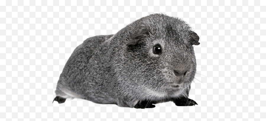 Why Do Guinea Pigs Squeal - Neeness Grey Guinea Pig Clipart Emoji,Third Level Emotions Maas