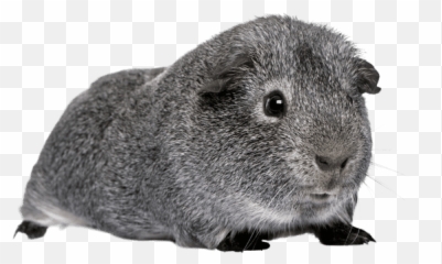 Why Do Guinea Pigs Squeal - Neeness Grey Guinea Pig Clipart Emoji,Third Level Emotions Maas